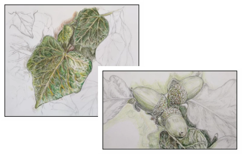 Ivy & Acorns