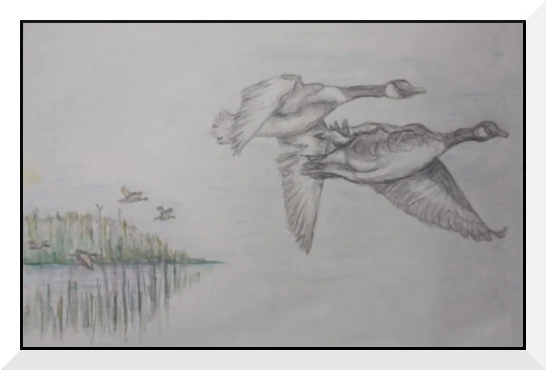 Geese