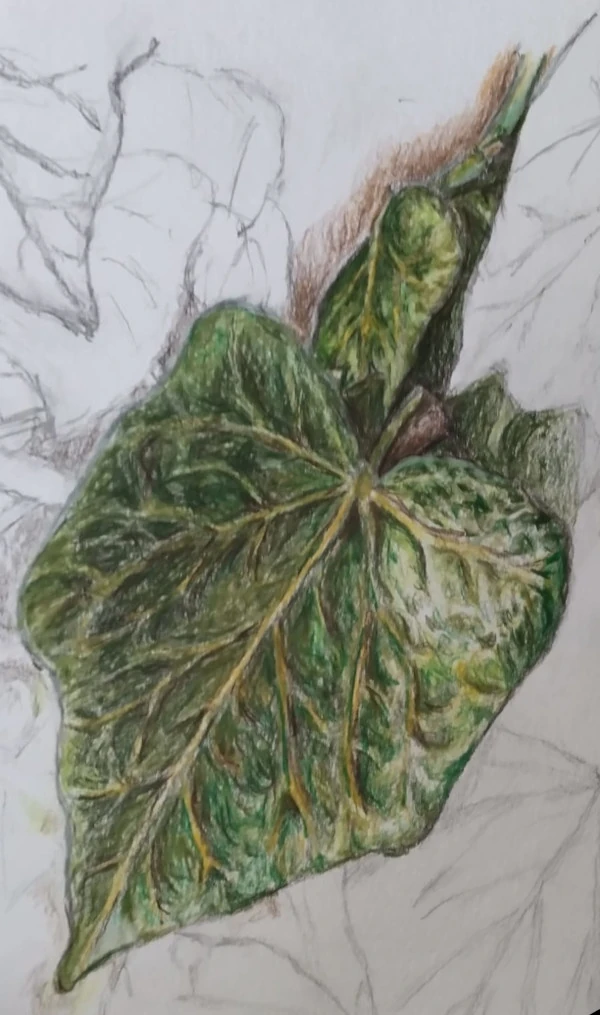 Wren Illustration