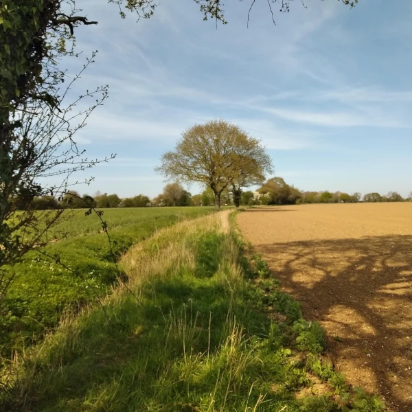Green field and brown uncultivated farm land with tree in background.