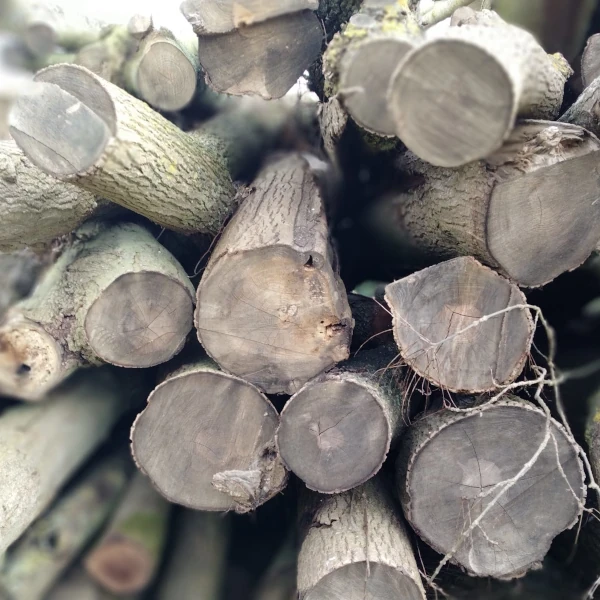 Pile of logs photographed end on.