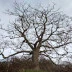 Woodland Wellbeing